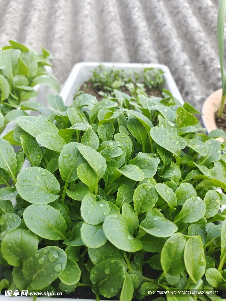 白菜鸡毛菜