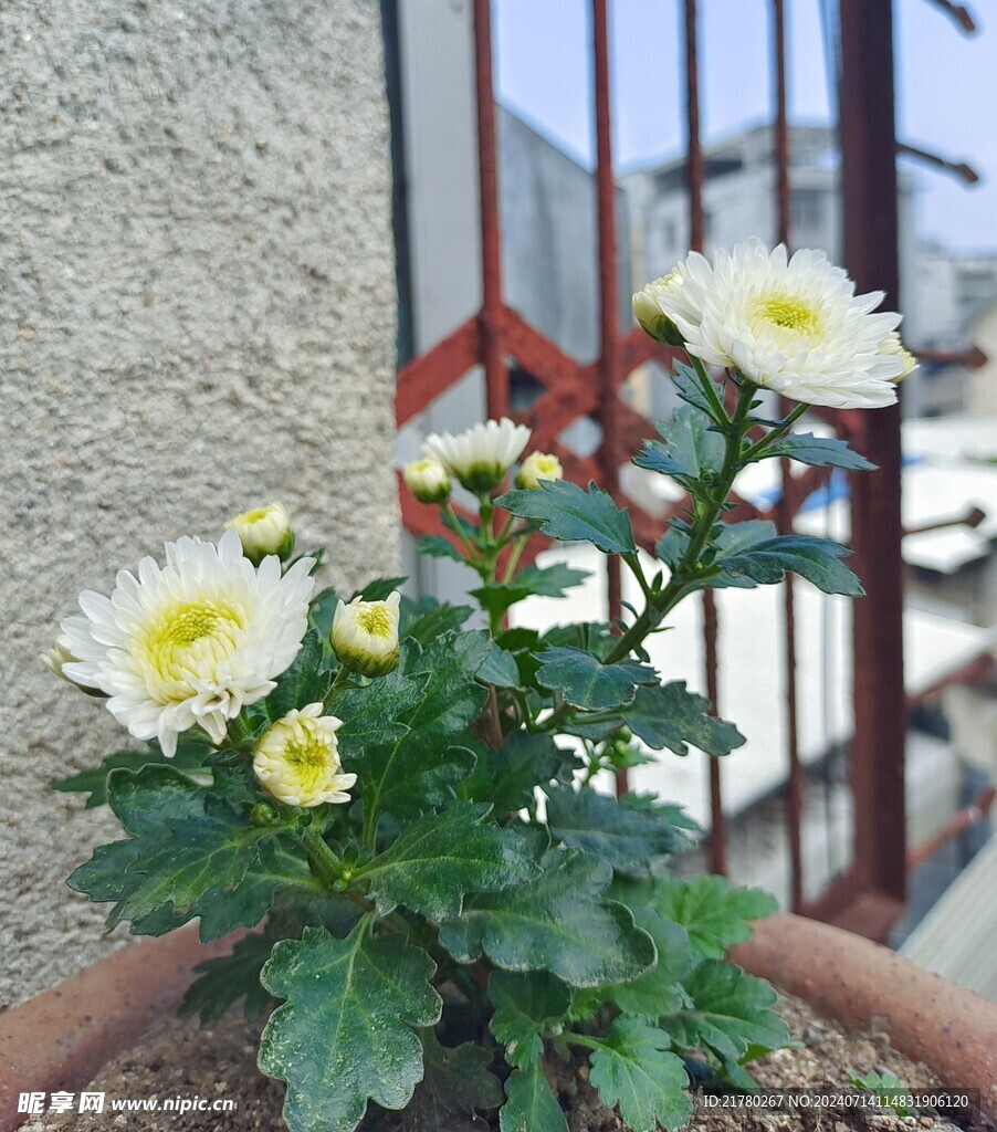 花朵
