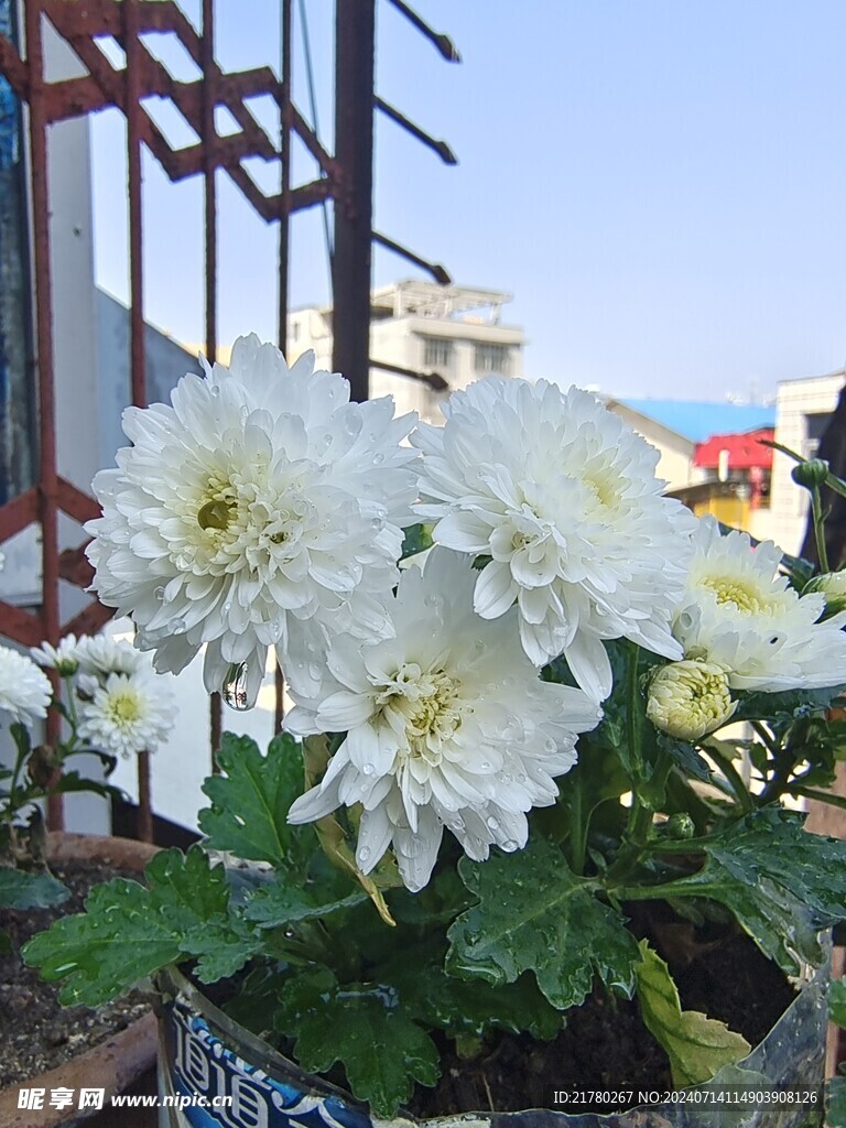 白色菊花