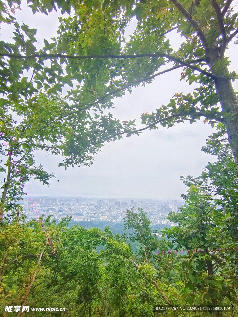 树木绿枝