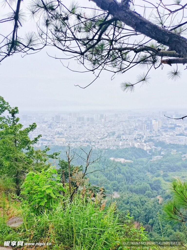松树下的风景