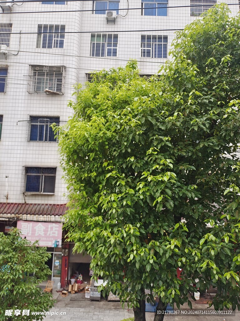樟树籽