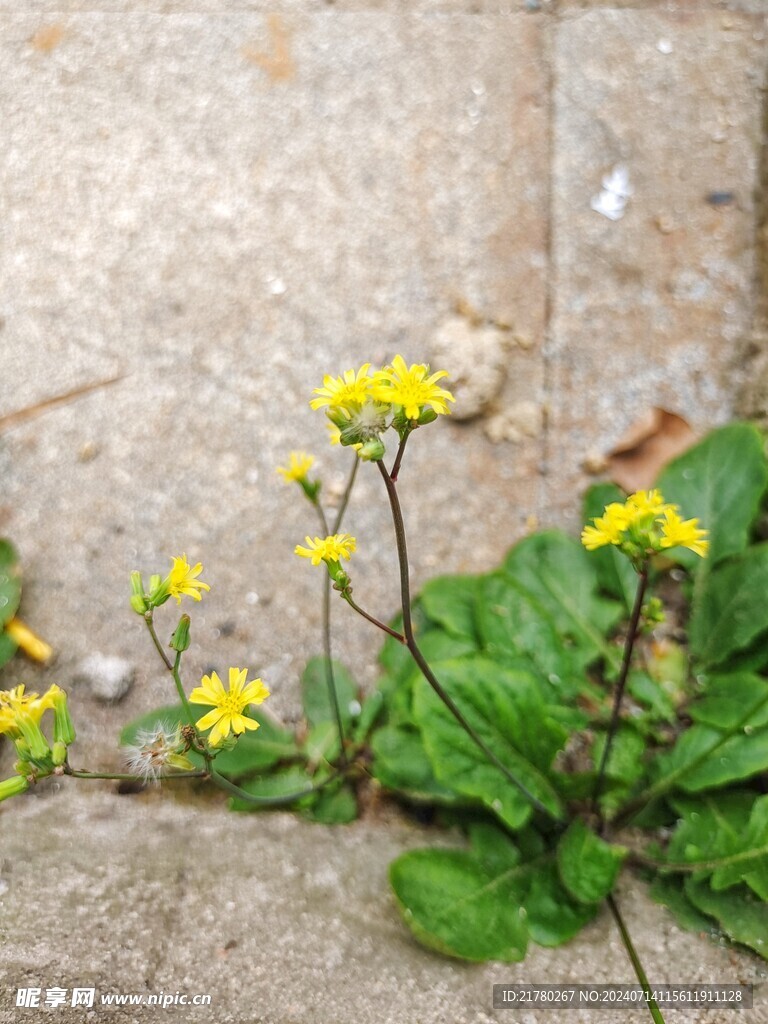 小黄花