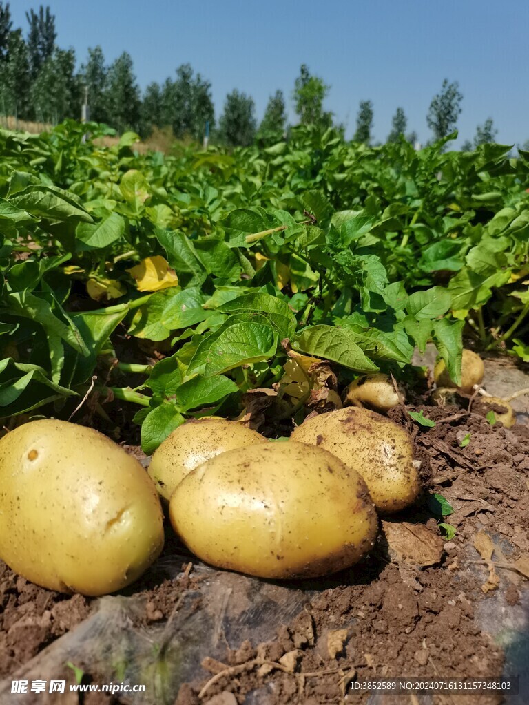 土豆菜园