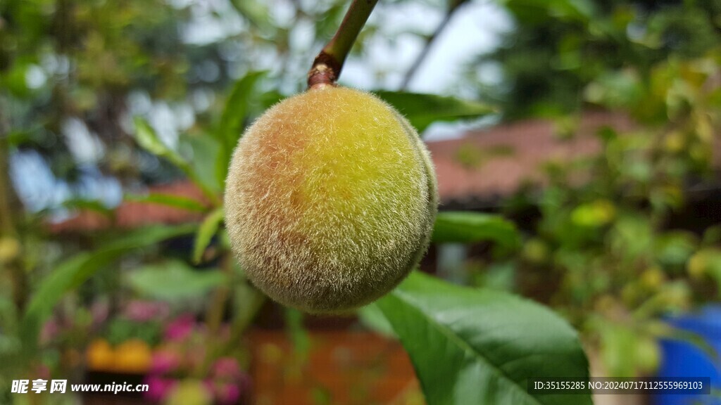 一个挂在树枝上的黄桃