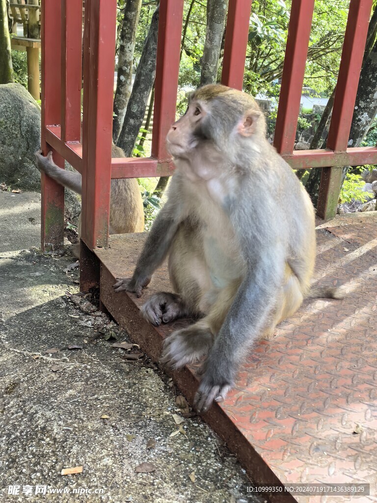  姑婆山猴子