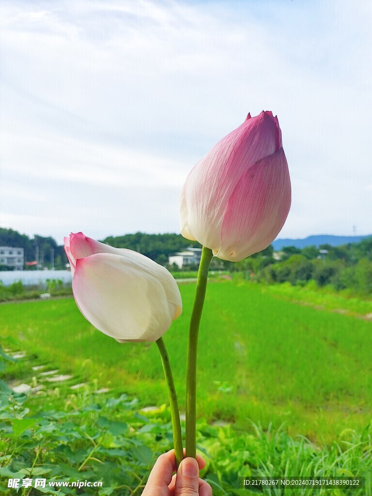 荷花花苞