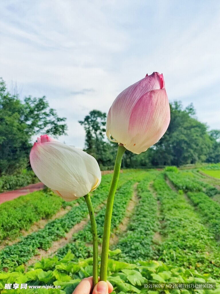 两朵荷花