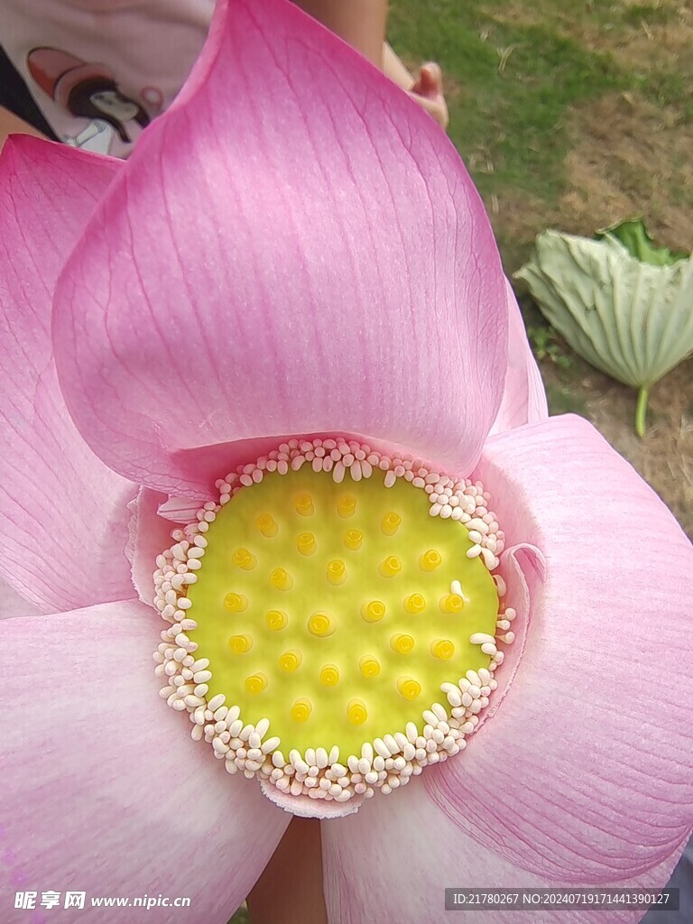 荷花花瓣