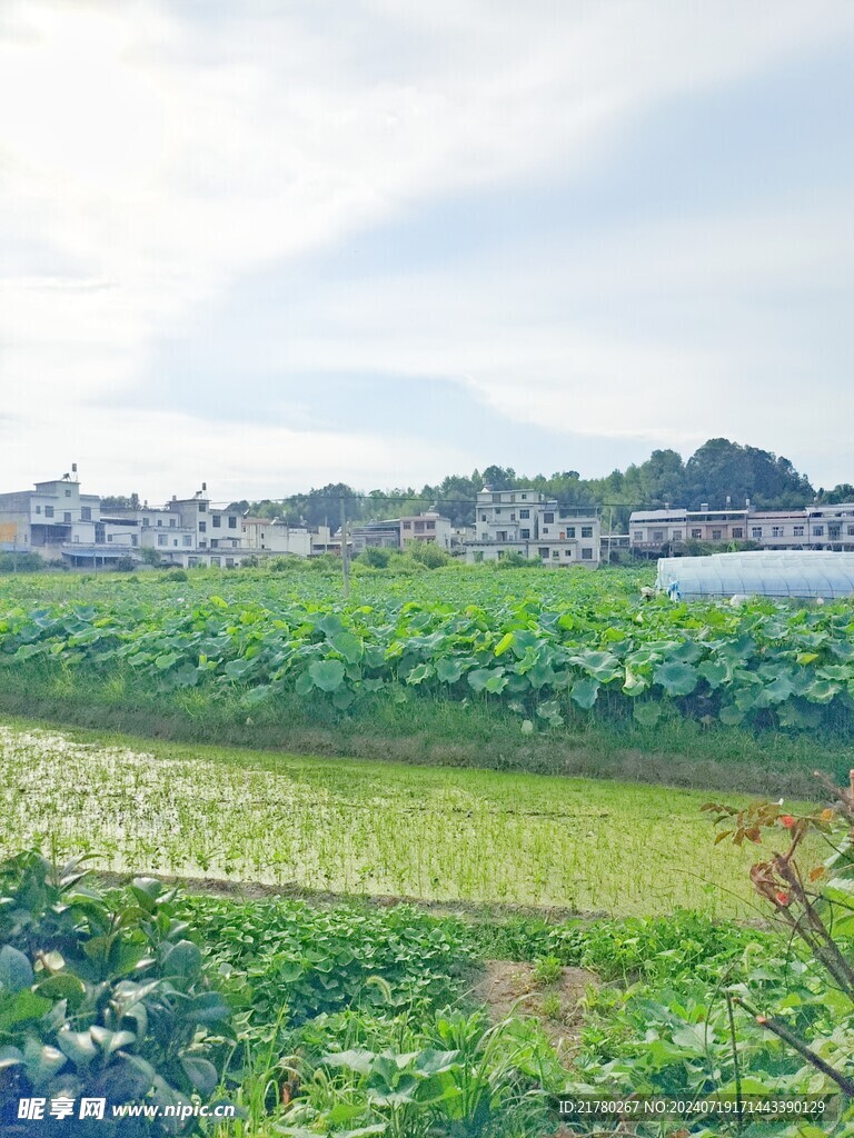 河塘