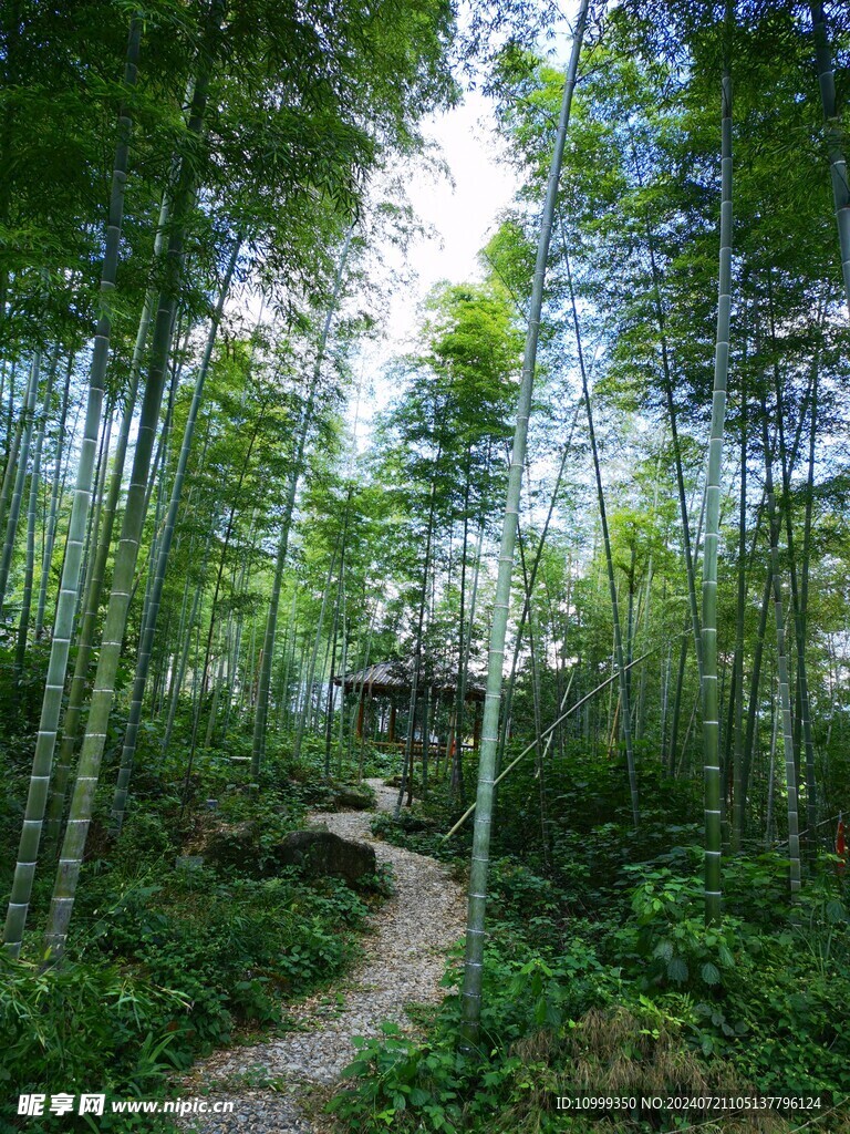 深山竹林小路