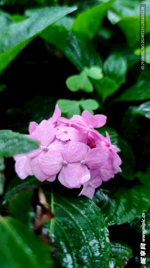花  