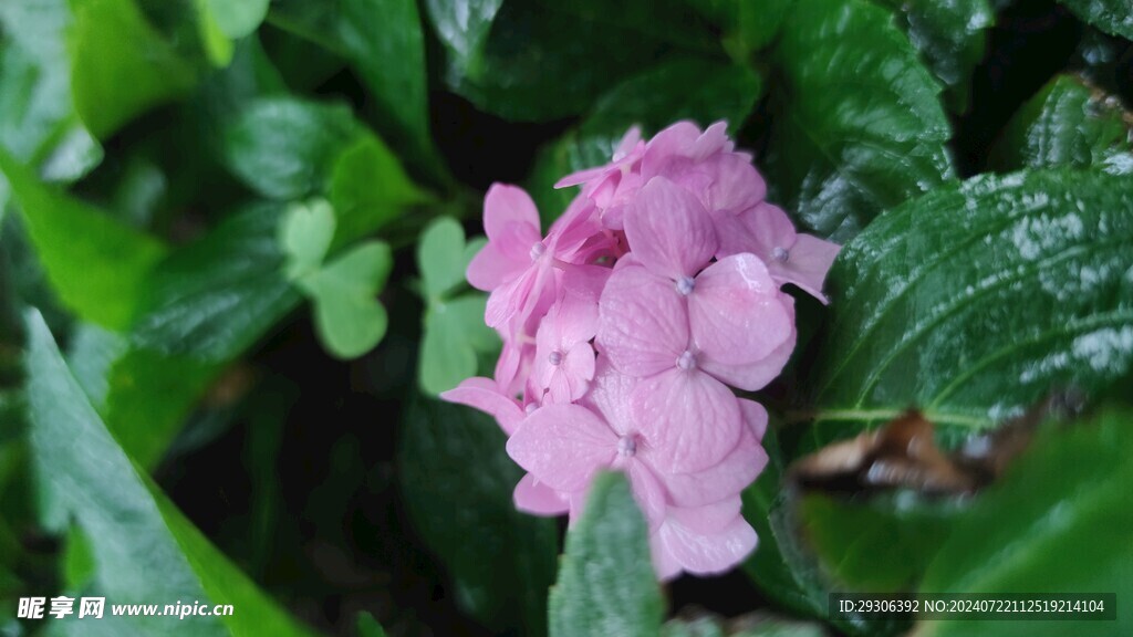 花  