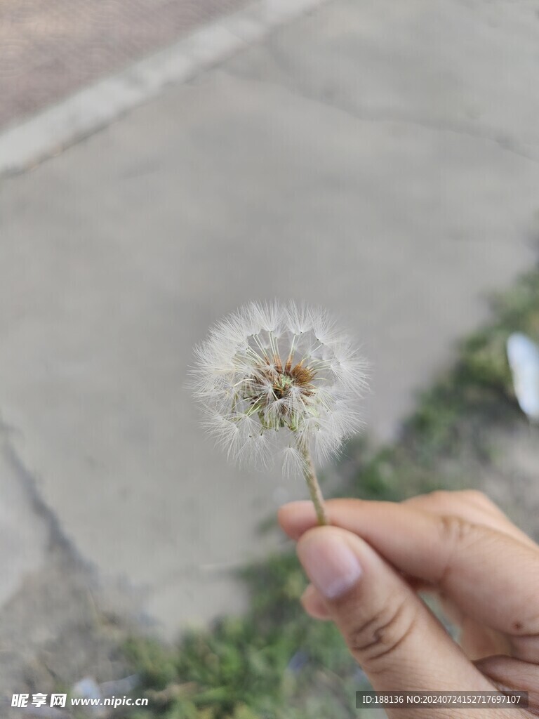 手拿蒲公英