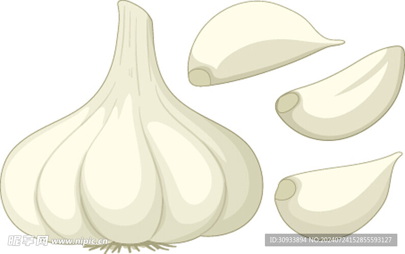 大蒜素描插画