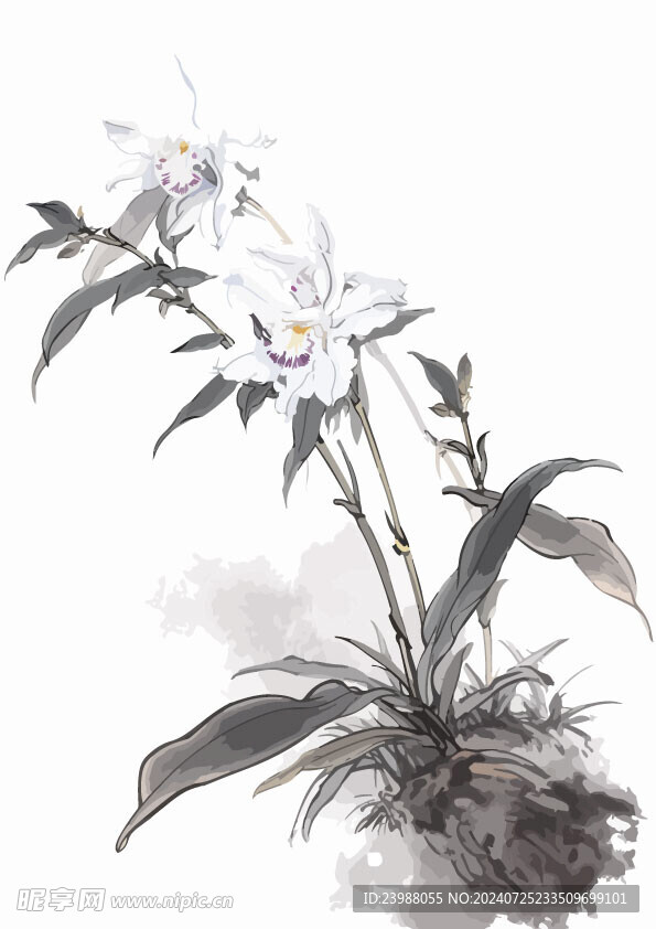 中式水墨画兰花