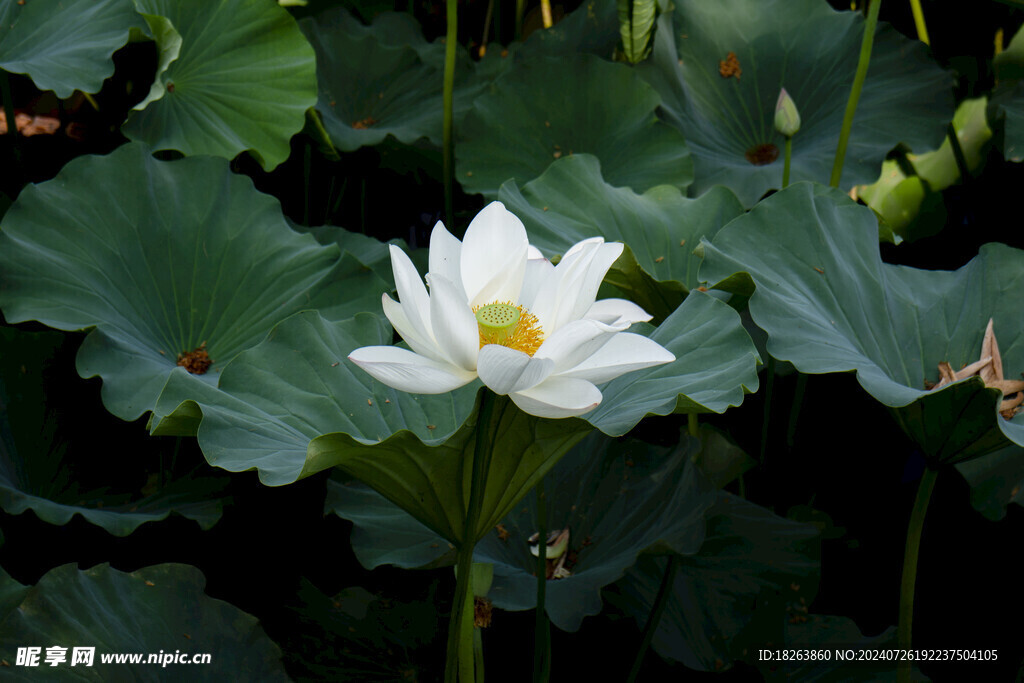 亭亭独立的荷花