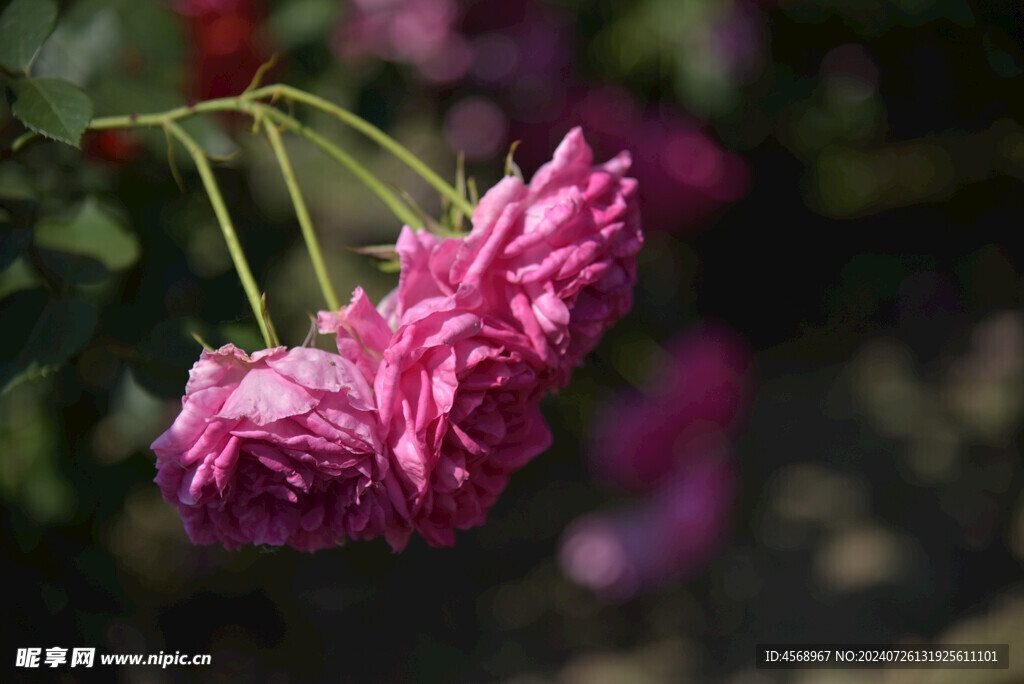 月季花