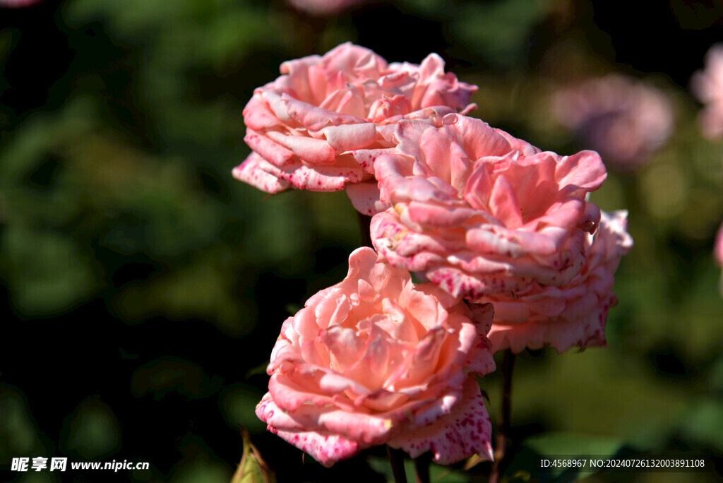 月季花
