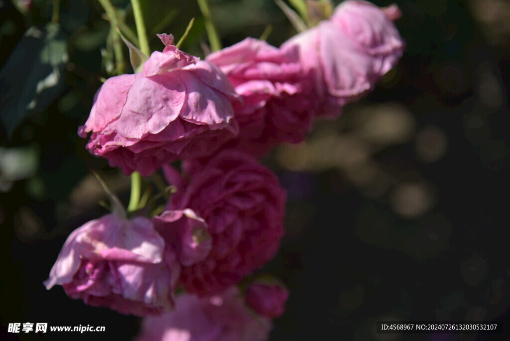 月季花