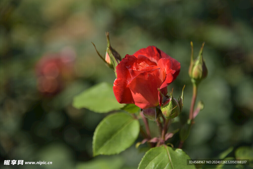 月季花
