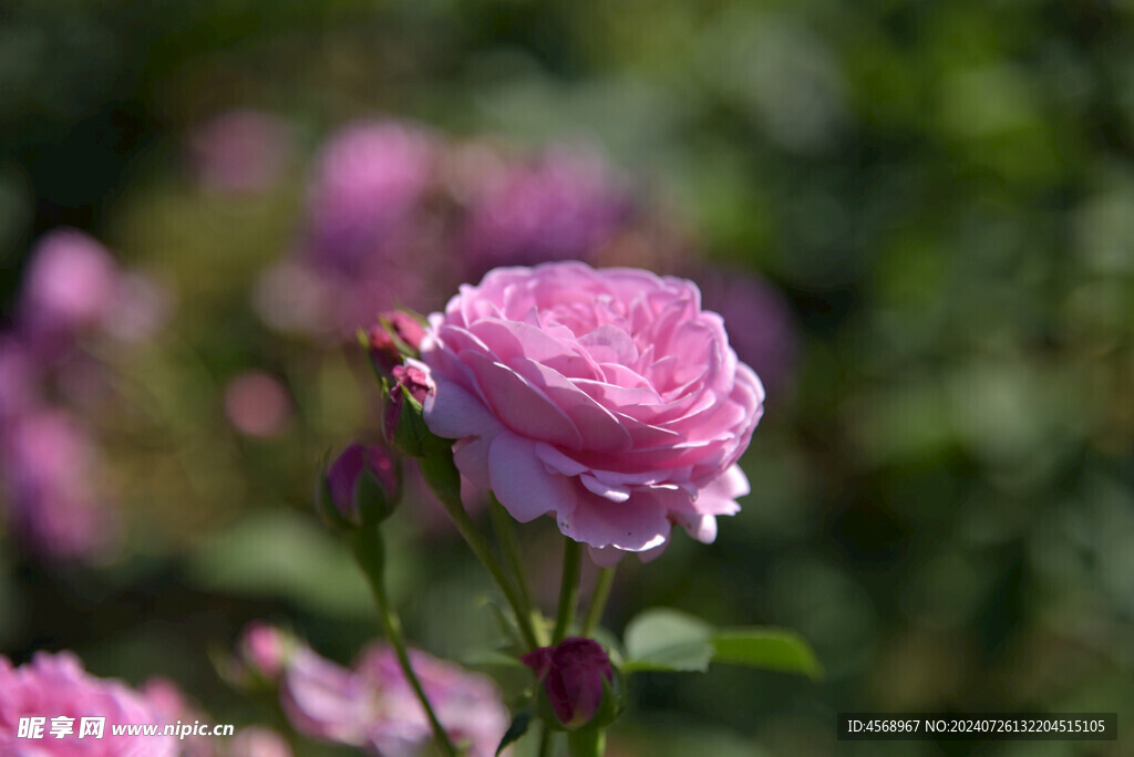 月季花