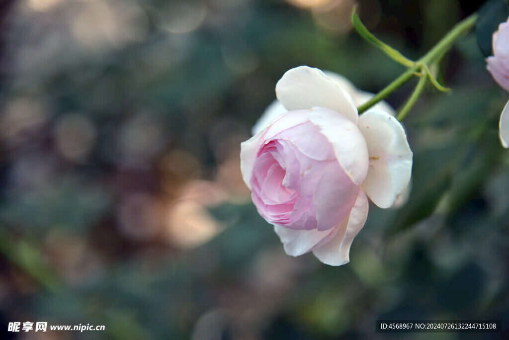 月季花
