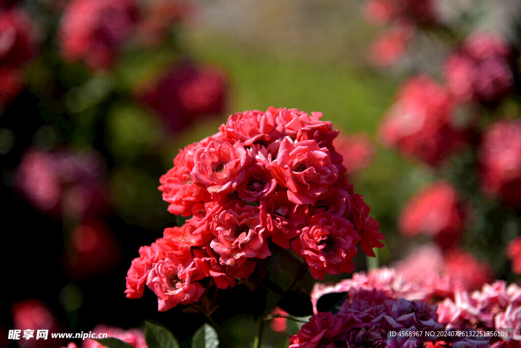 月季花