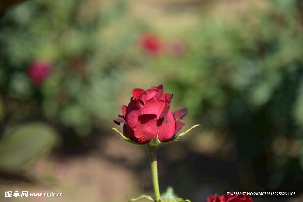 月季花