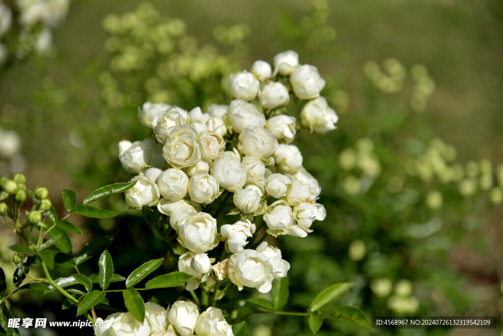 月季花