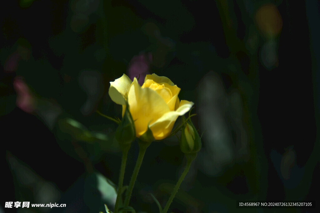 月季花