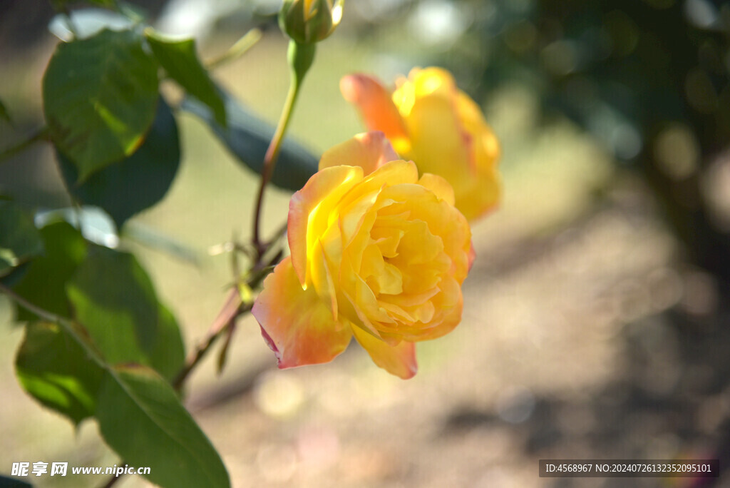月季花