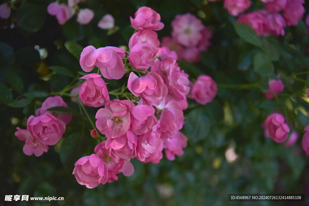月季花