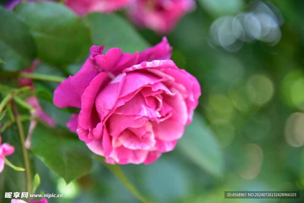 月季花