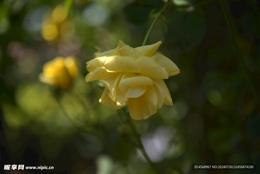 月季花