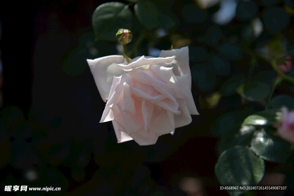月季花