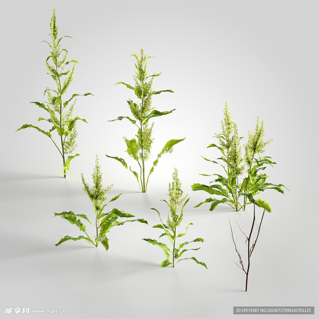 C4D模型 绿色植物