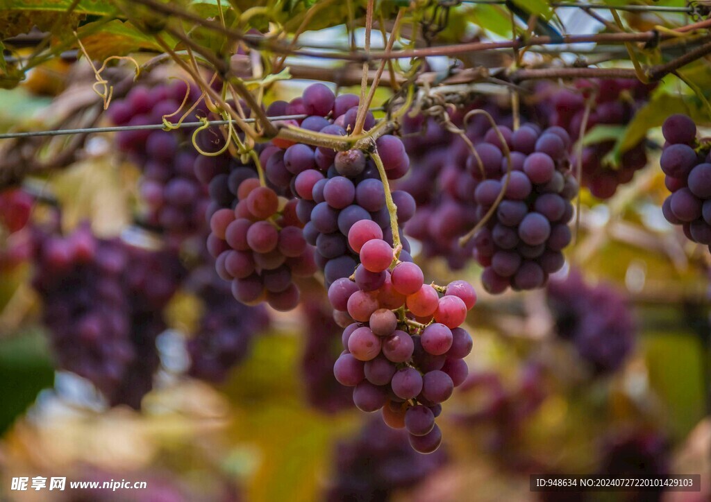 葡萄成熟
