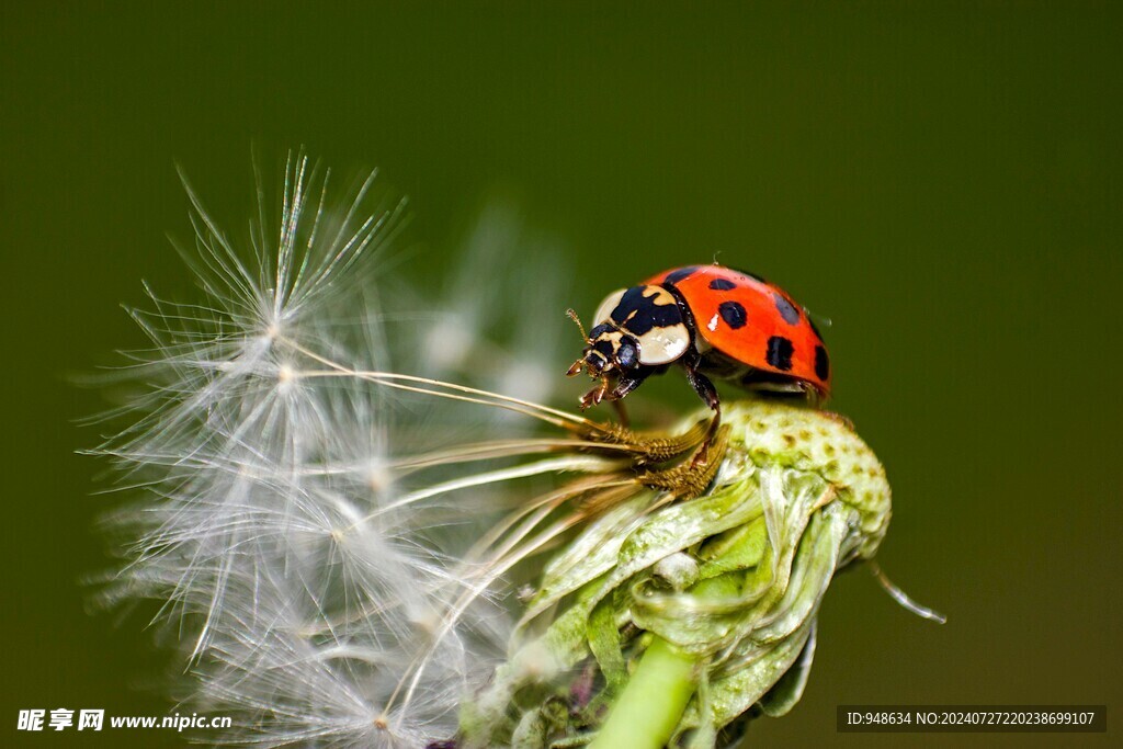 七星瓢虫蒲公英