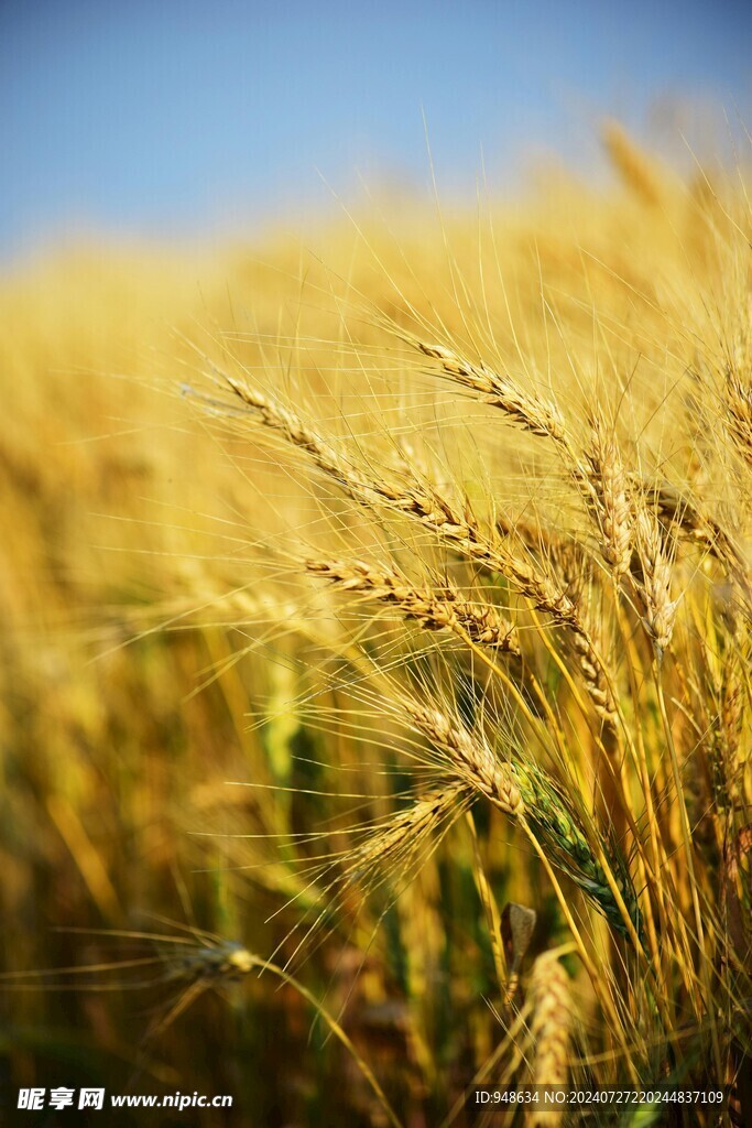 小麦成熟麦浪