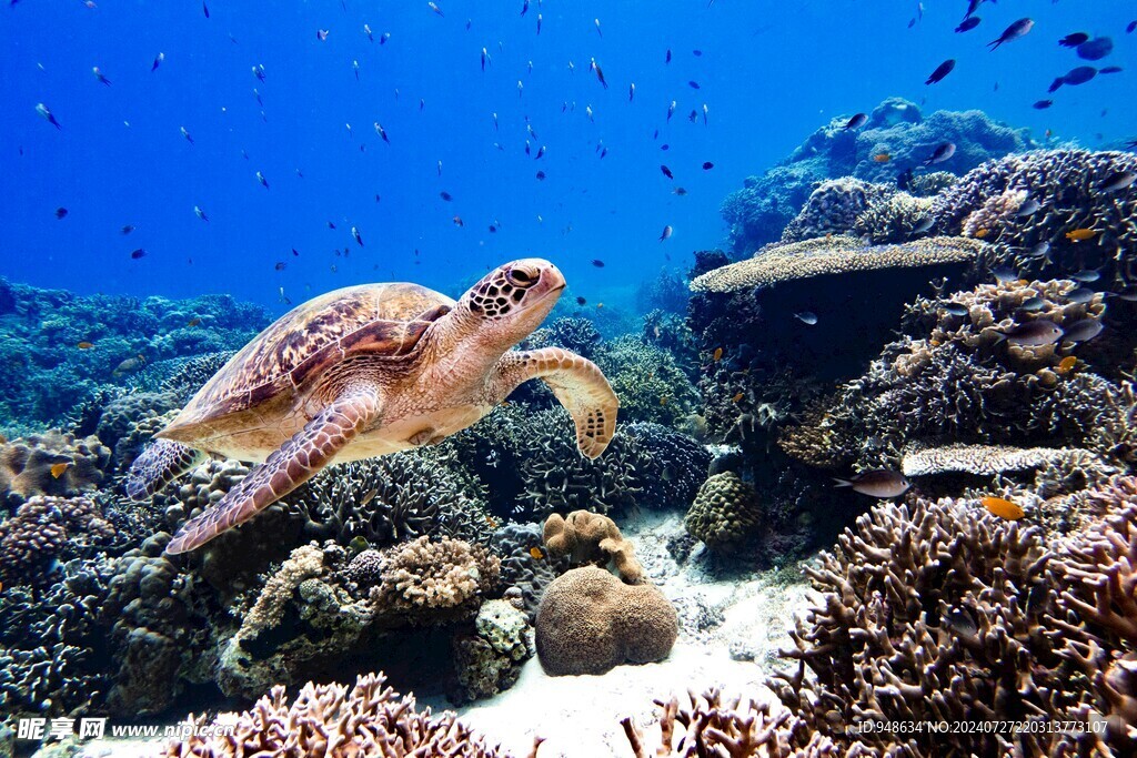 海底海龟