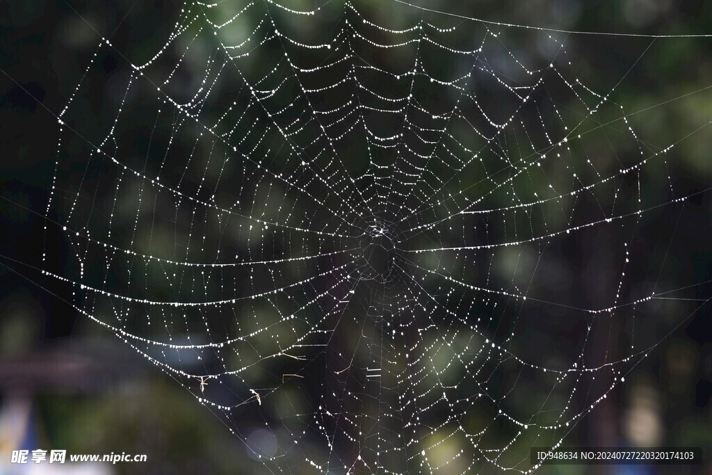蜘蛛网
