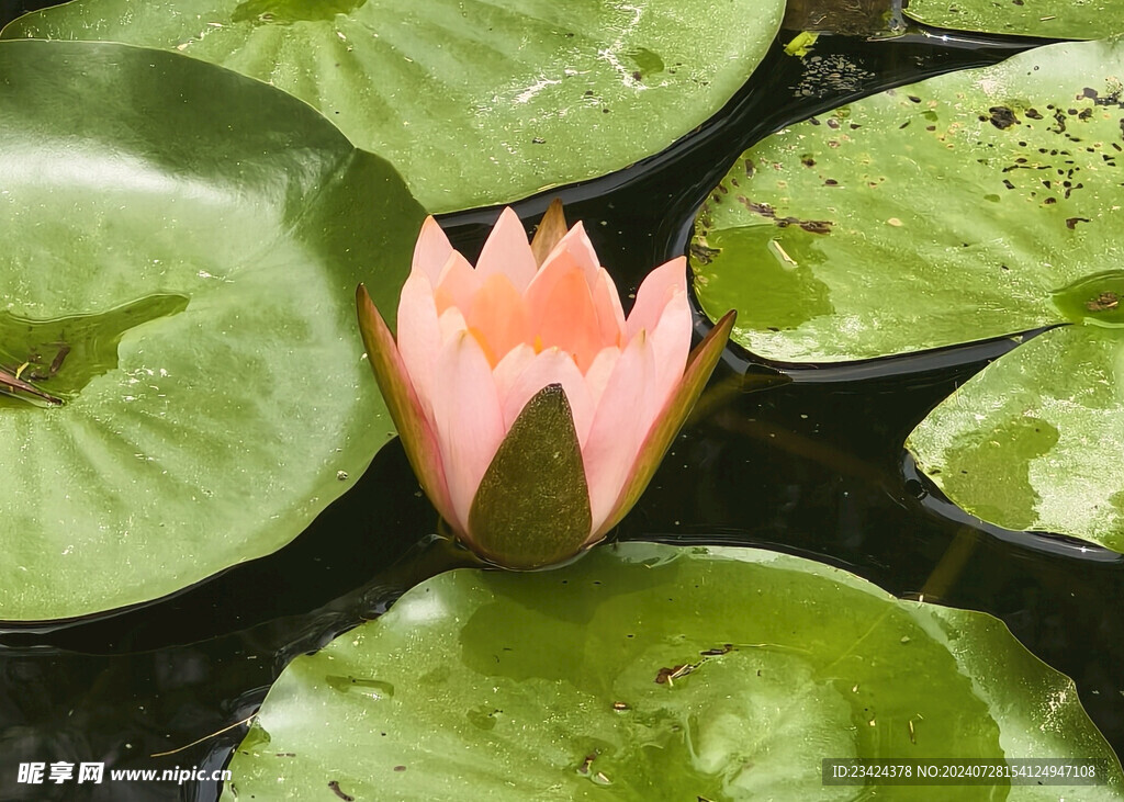 荷花苞睡莲