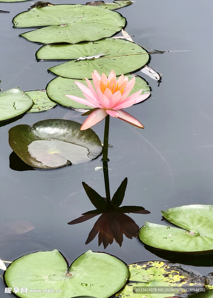 荷花睡莲荷叶圆圆
