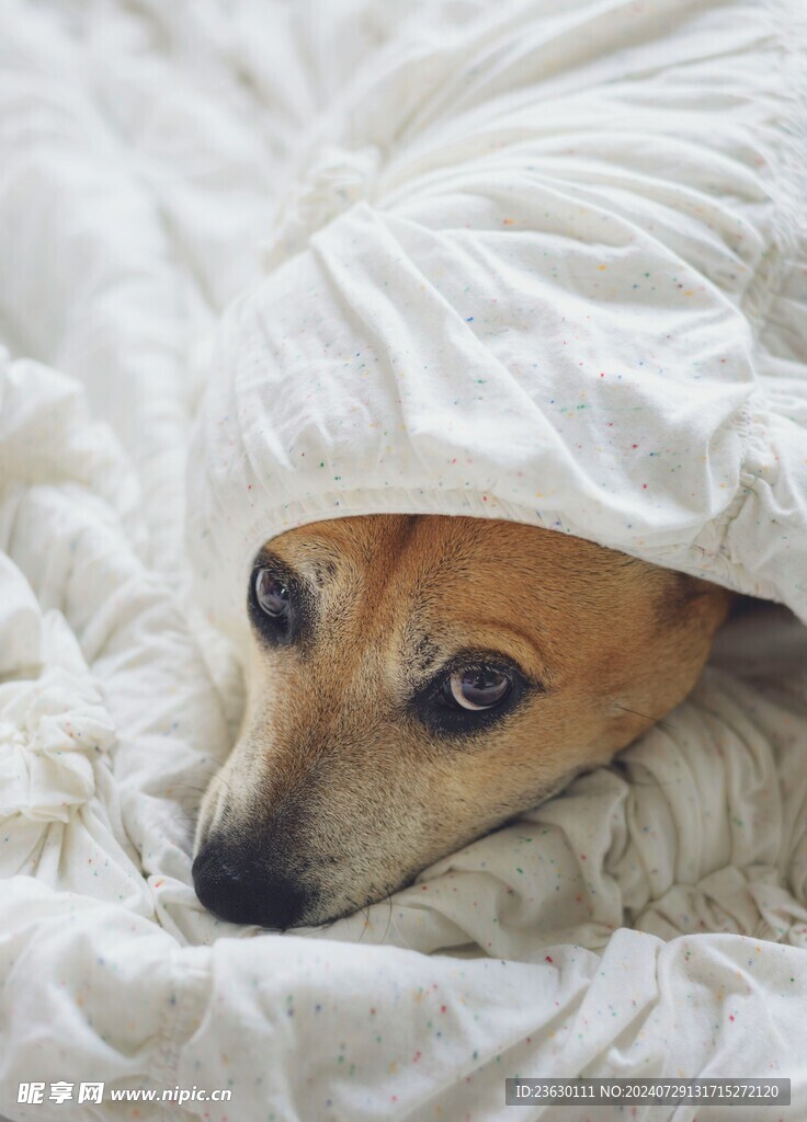 狗