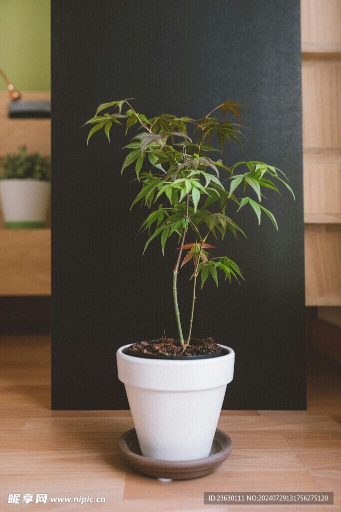 盆栽