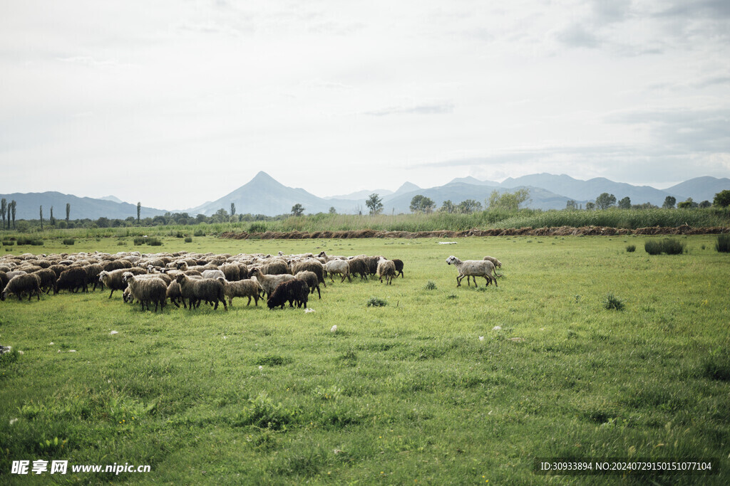 羊群