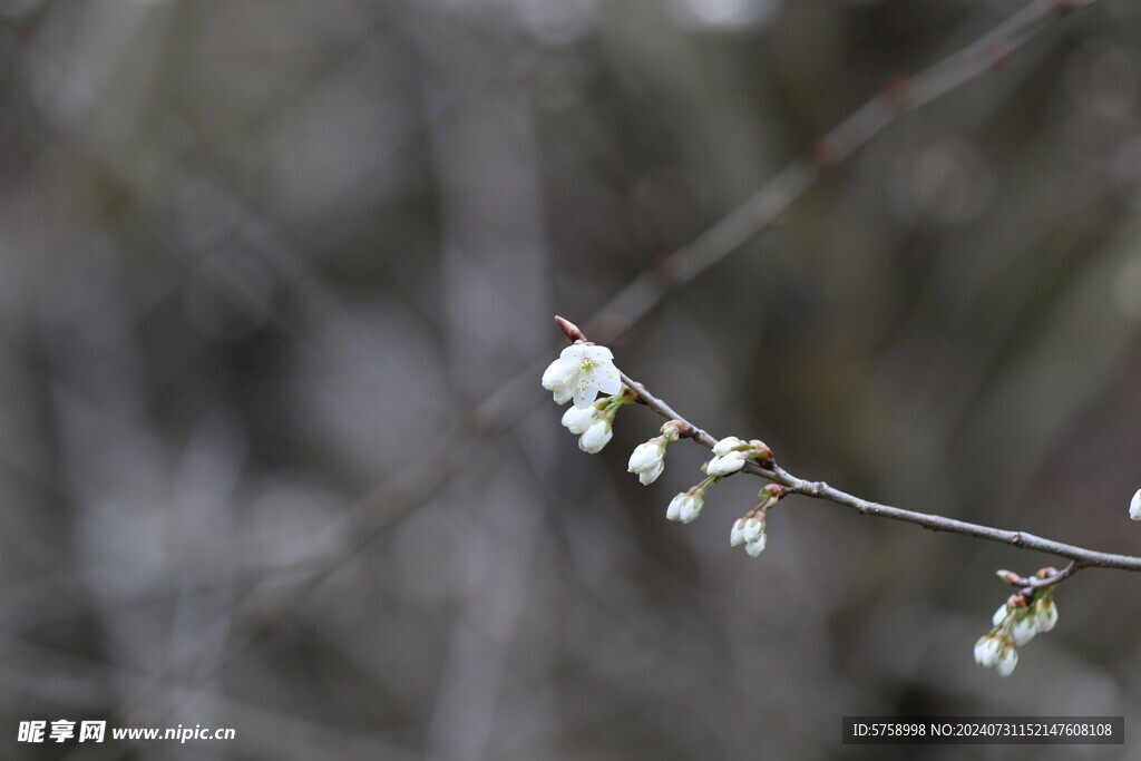 鲜嫩白色樱花