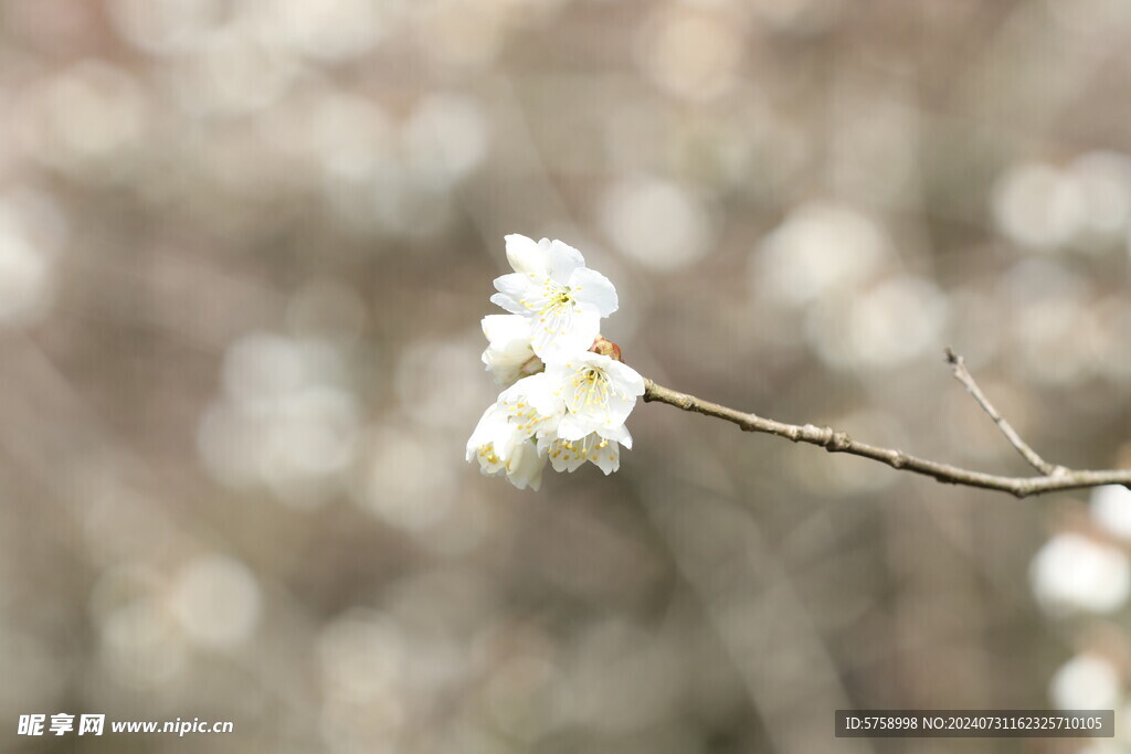一枝漂亮的樱花