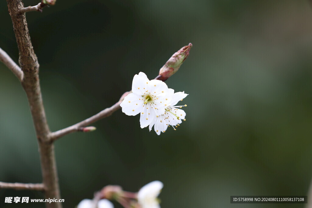白色樱花花朵